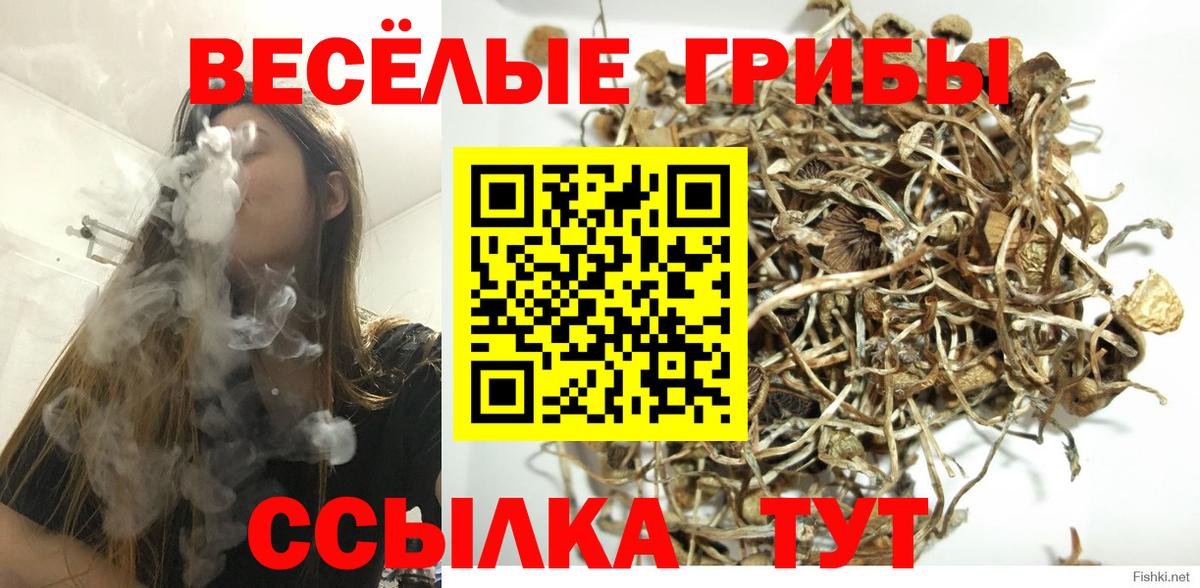 Псилоцибиновые грибы прущие грибы Вышний Волочёк